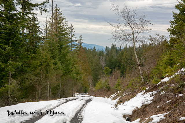 Walks with Moss Tin Mine Falls Green Mountain