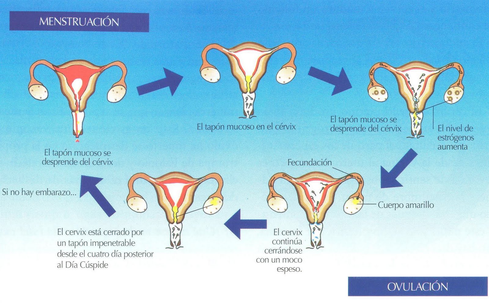 Fases Del Ciclo Aparato Reproductor Femenino Images And Photos Finder