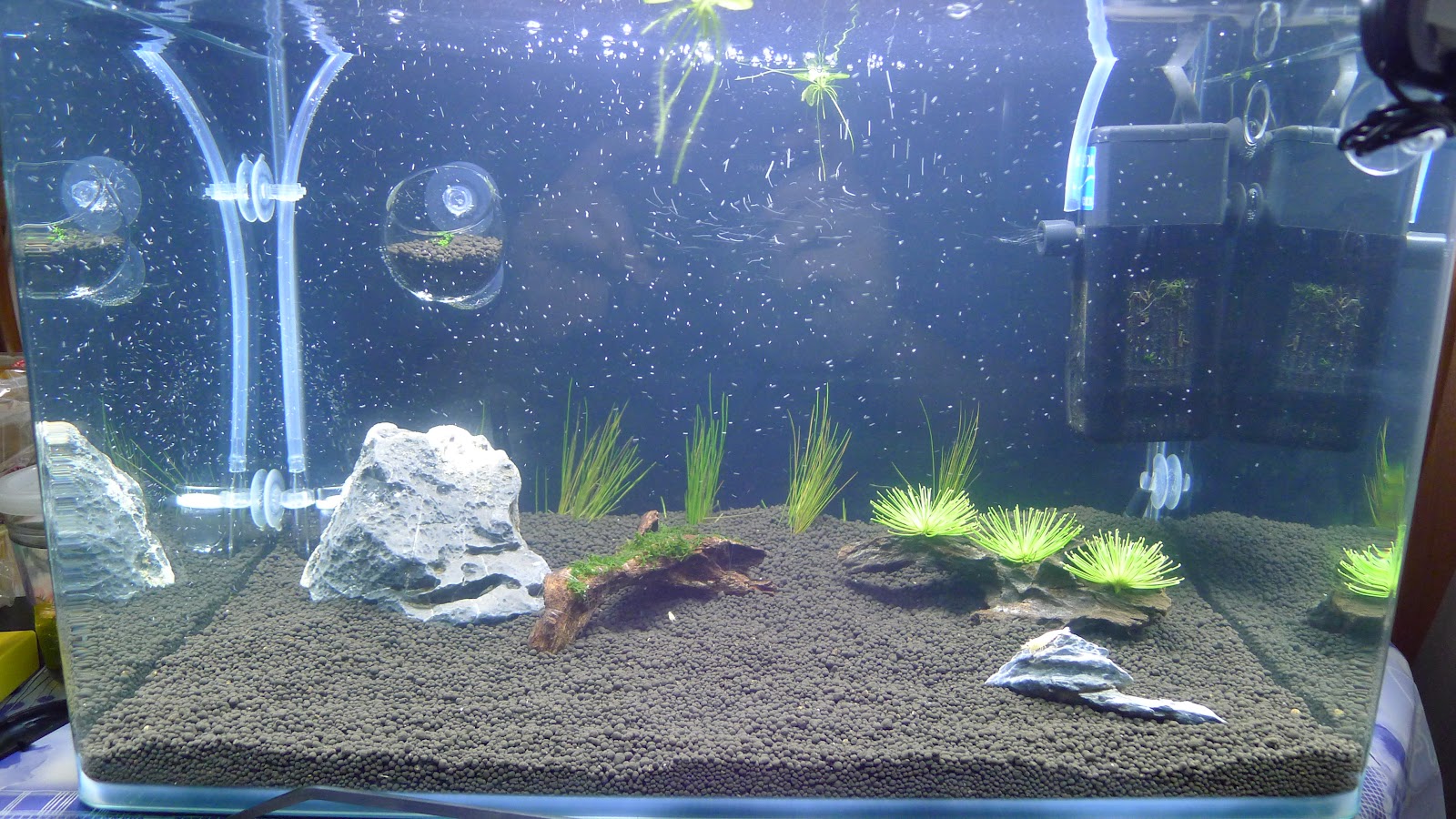 My Aquarist Life New setup of shrimp tank