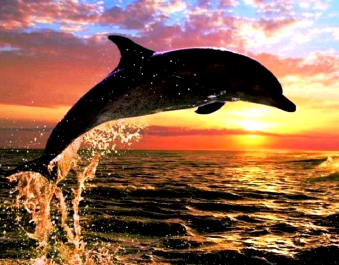 Dolphin Sunset Wallpaper