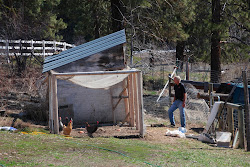 coop moving chicken were