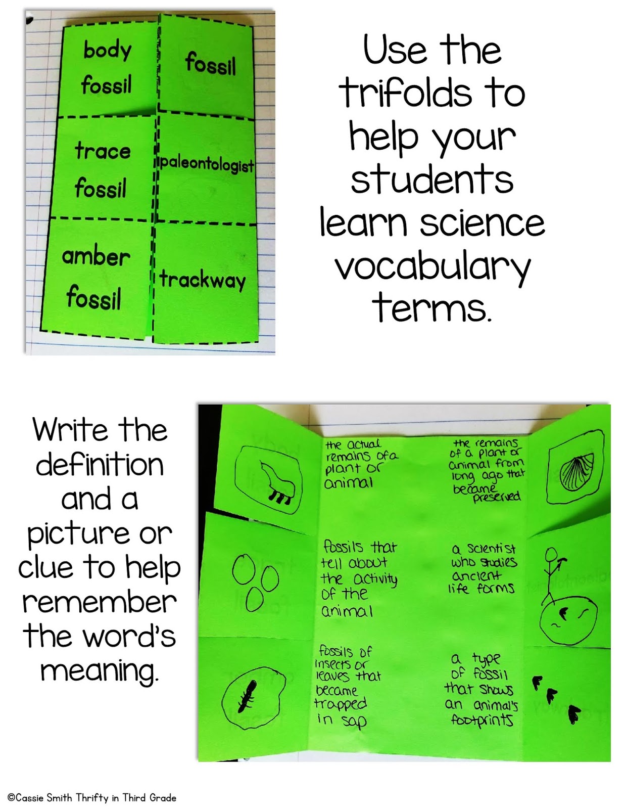 Interdependent Relationships in Ecosystems 3rd Grade NGSS | Thrifty in