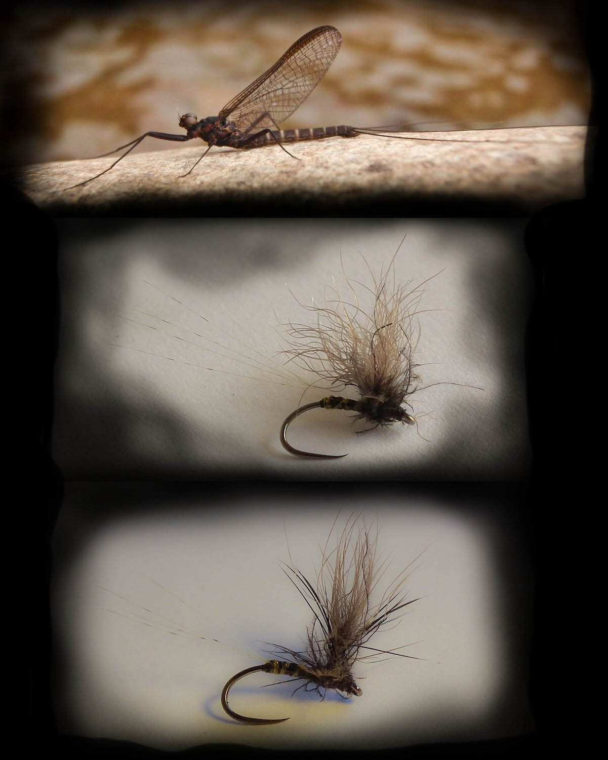 The African Fly Angler A Mayfly imitation