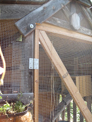 chicken coop iest chic exactly chickens tina doing boxes touch ever flower perfect