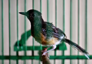 kutu murai batu kutu murai batu, penyakit kutu murai, kutu murai, penyakit kutu murai batu