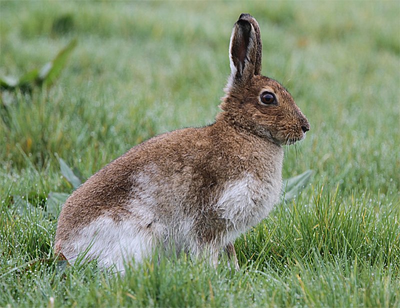Murfs Wildlife : Irish Hare