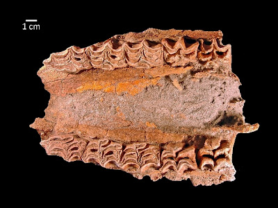 Ice Age horse fossil found near Las Vegas