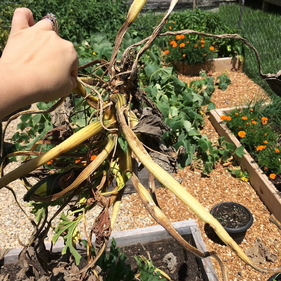 Loving Life RIP Squash and Zucchini Plants What you need to know