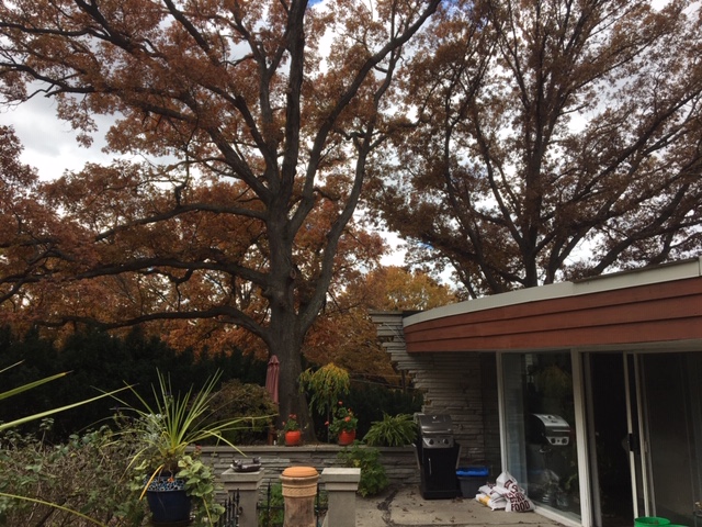 Atomic Monster Cafe All The Leaves Are Brown