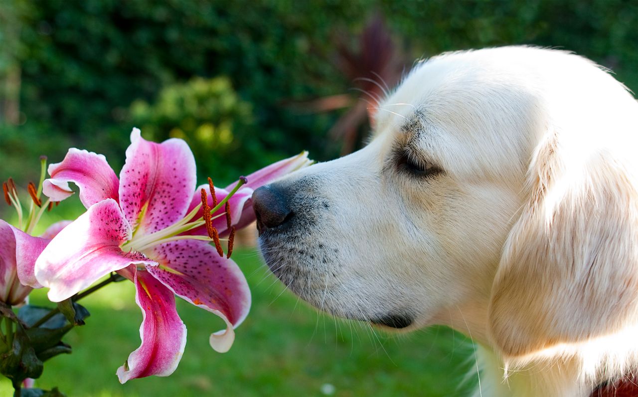 4. Mr Labrador and the Lily by What