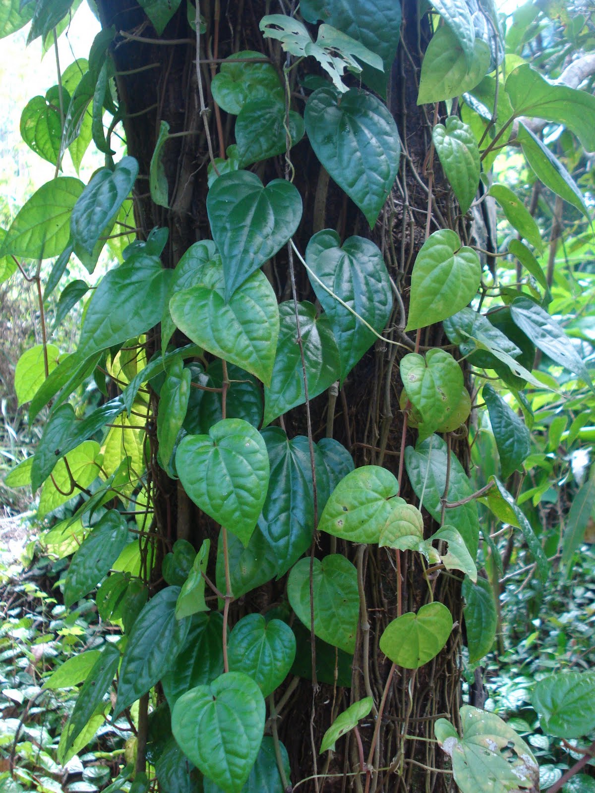 Betel Leaf Parcels Mimosas &amp; Samosas