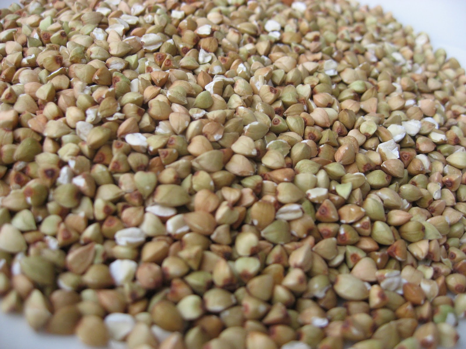 Buckwheat How to Sprout