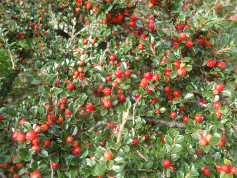 cotoneaster horizontalis