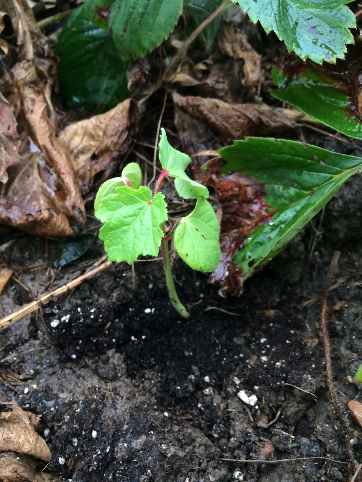 Baby Okra Plant