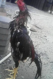 Ayam Bangkok Menjelang Diadu