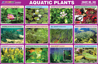 Aquatic Plants Chart