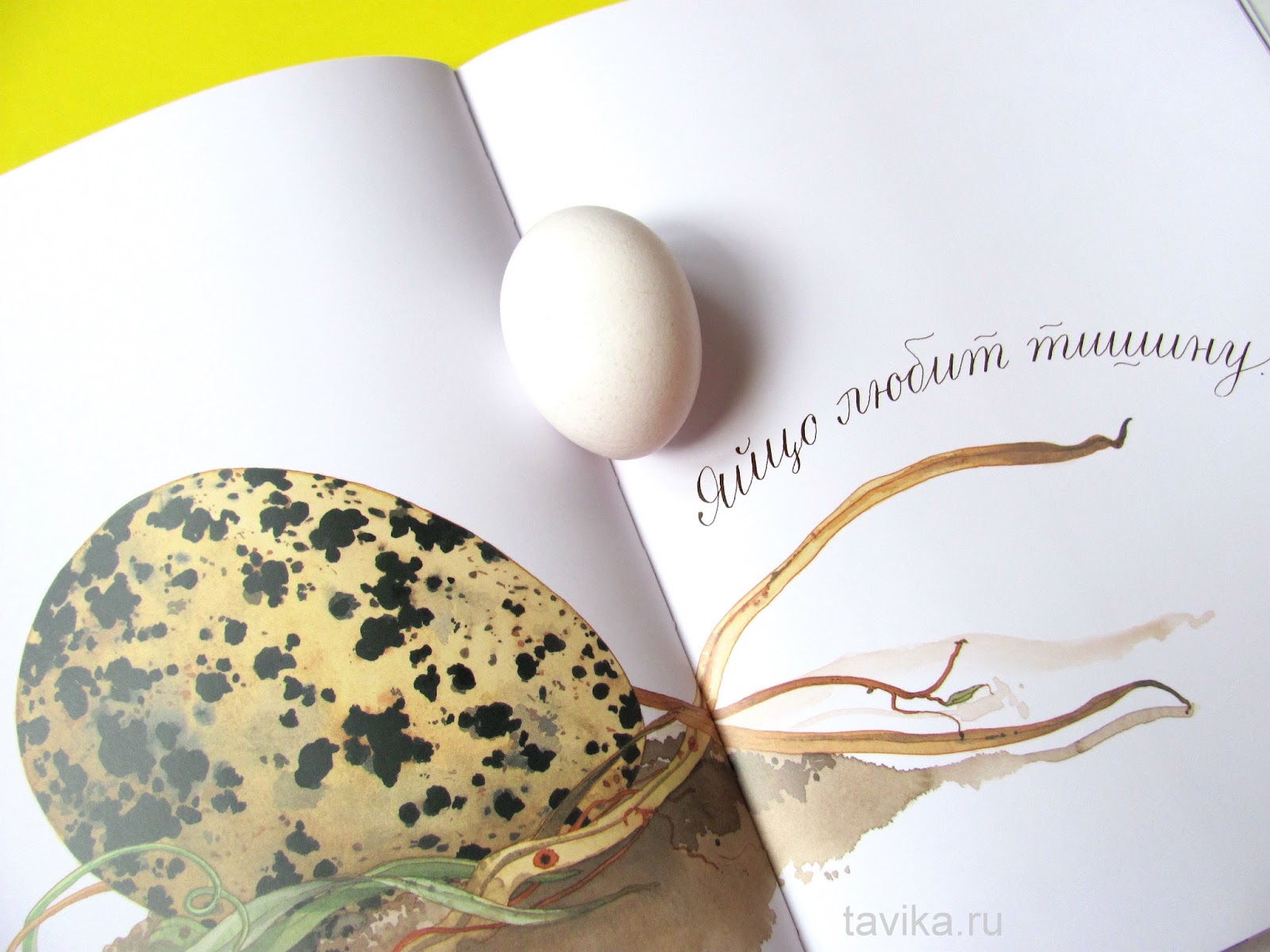 Книга про яйца. Яйцо любит тишину. Яйцо занятия по книге материалы идеи. Книга с яйцом на обложке. Обожает яйца