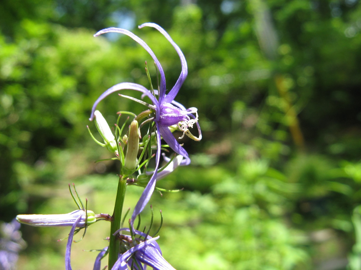 信州の四季 Seasons of forest世界の美しい鳥世界の美しい庭