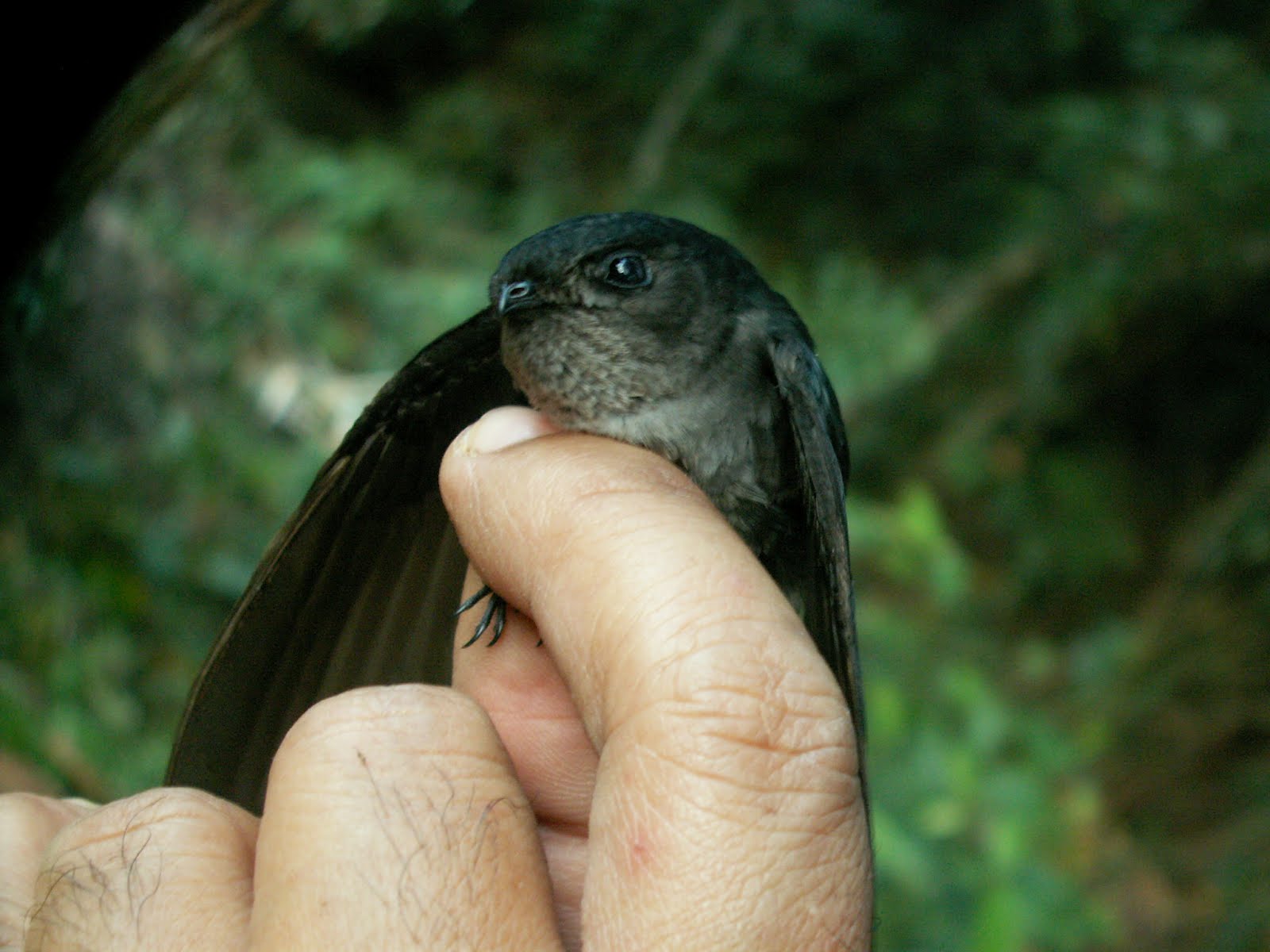 Birds of the Philippines: Philippine Swiftlet - Collocalia mearnsi