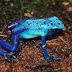 Μπλε βάτραχος, εξωτικός και επικίνδυνος !!!