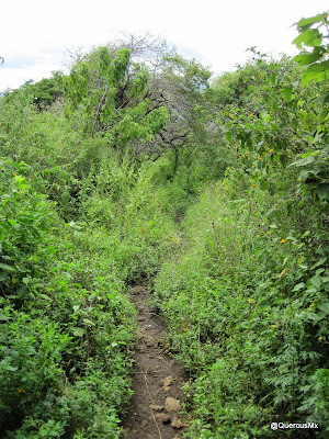 Vereda en el bosque subcaducifolio en el Este del Cerro Totoltepec