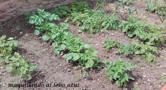 Patatas de cultivo ecológico