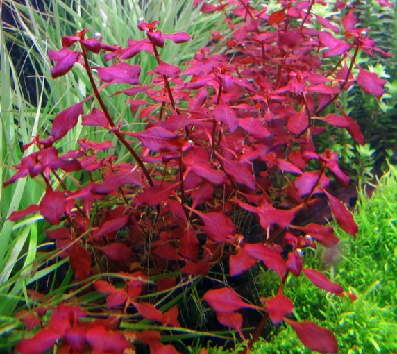 Tanaman Aquascape Warna Merah Tanaman Hias