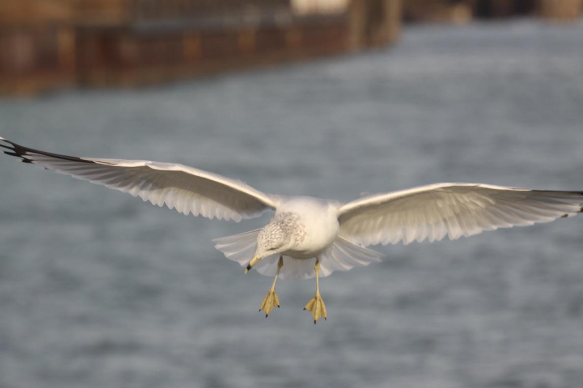 Michigan Exposures Some Seagulls