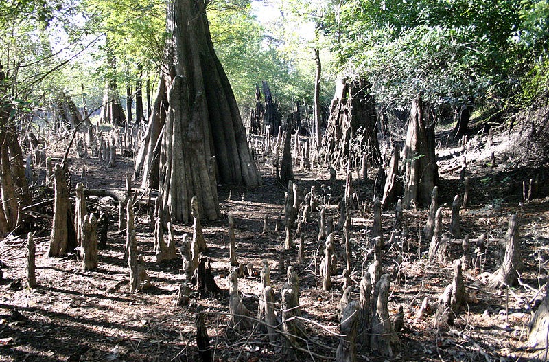 The Wooden Dimensions: Know Your Wood: Cypress