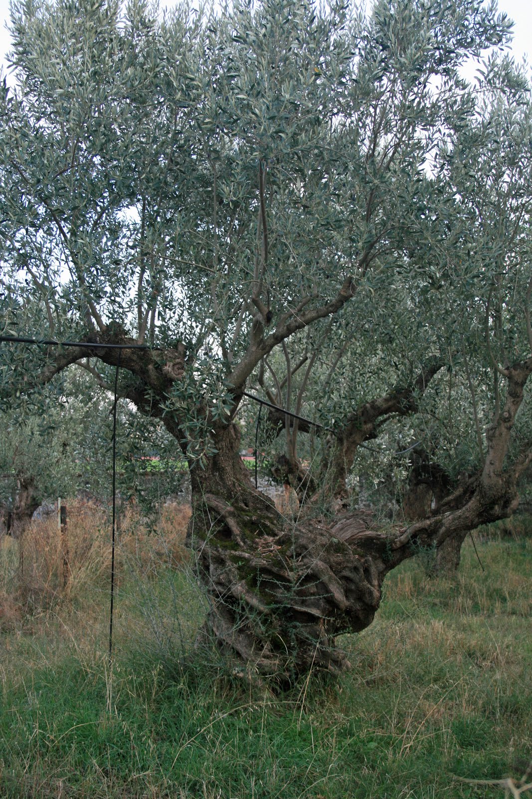 Ancient Olives