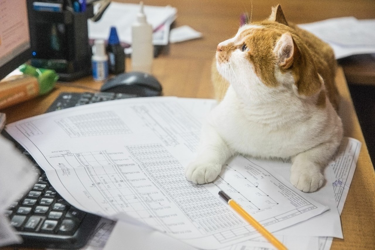 Кошка бухгалтер. Кот бухгалтер. Котик проектировщик. Кот чертит. Кот Архитектор.