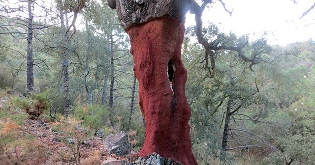 TROTASENDES BENICALAP ALGIMIA DE ALMONACID, ALTO DE PEÑARROY Y MONTE