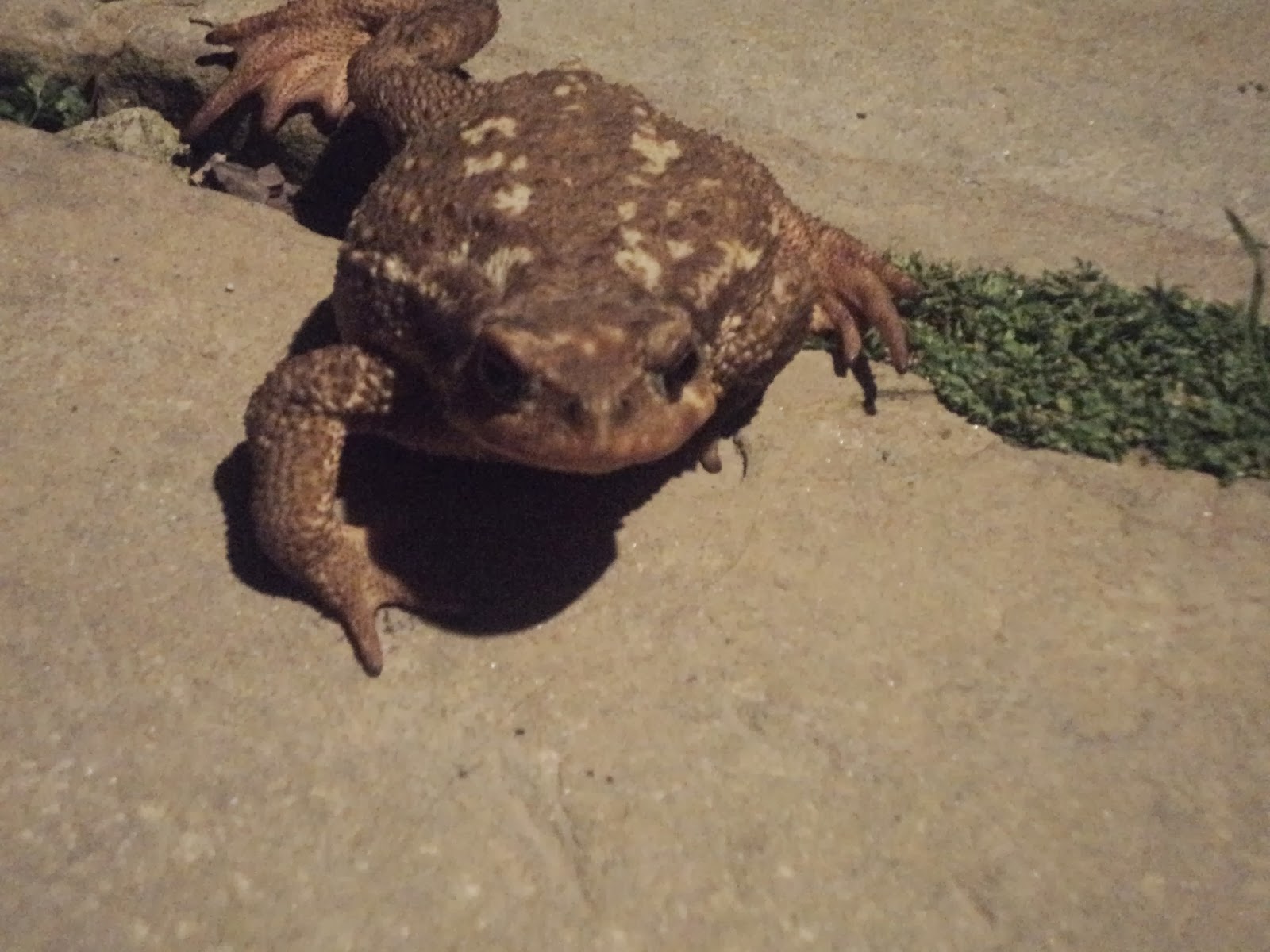 Featured image of post Sonhar Com Sapo