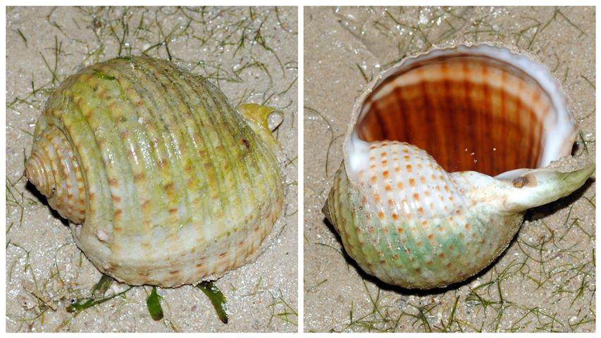 God's wonderful creation: First living sighting of the deadly cone ...