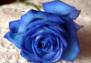 trandafirul albastru