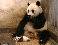 bebê panda espirando vídeo