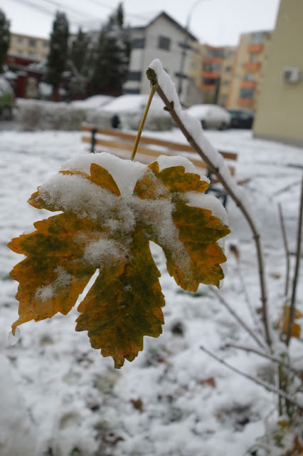 CLUJUL , AZI
