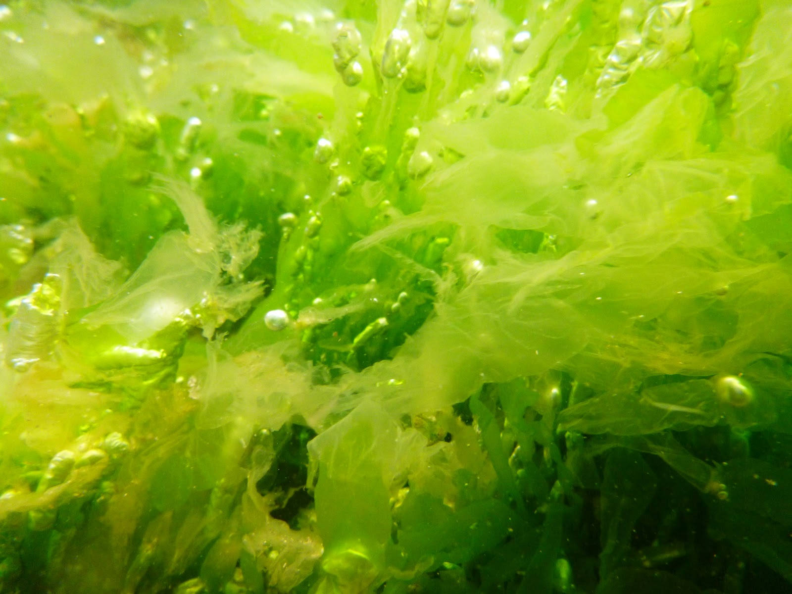 South korea life: Under East sea in Summer 