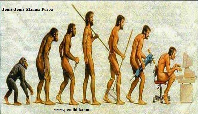 Jenis Jenis Manusia Purba Di Indonesia Markas Belajar