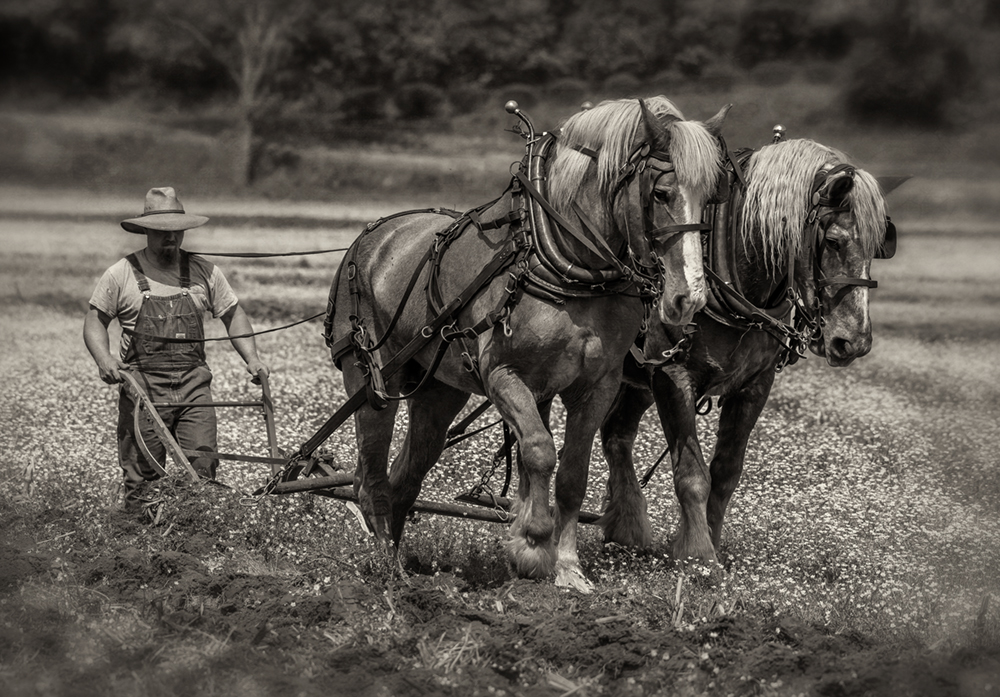 Dan Routh Photography Two Horse Plow