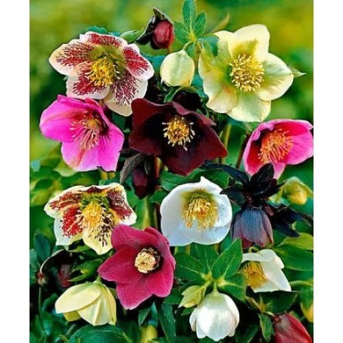 Flower Homes Christmas Rose Flowers