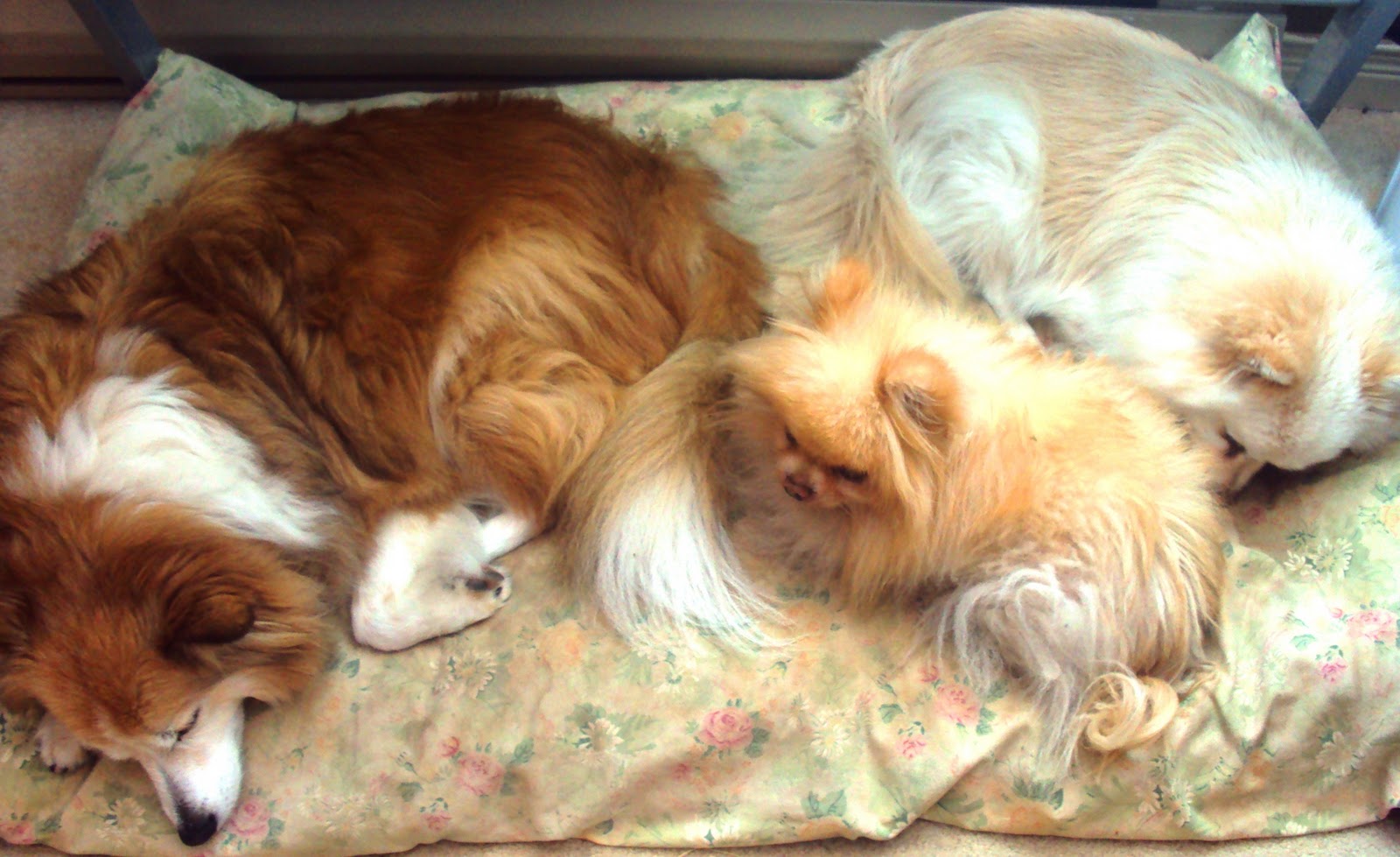 Ottawa Valley Dog Whisperer COMFORTABLE DOG BEDS