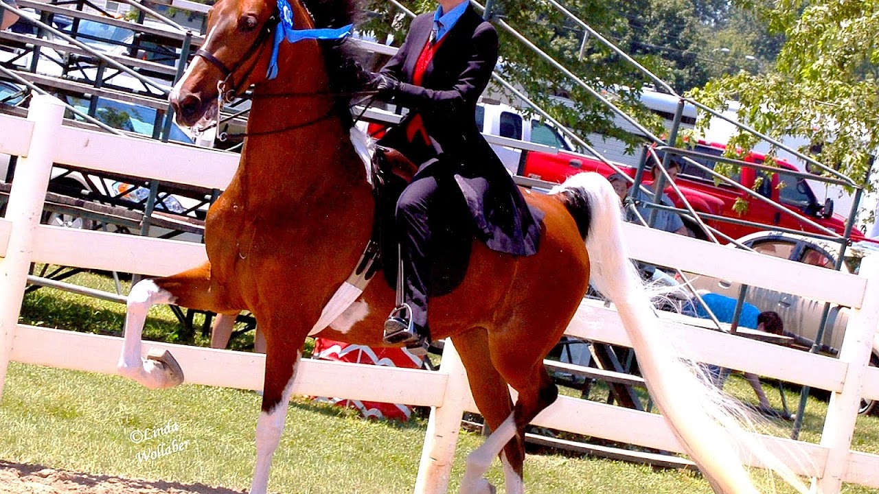 Horses For Sale Pittsburgh Pa Horse Choices