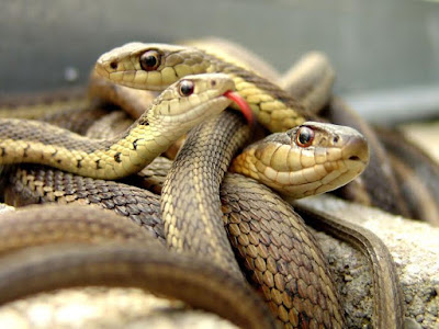 Flood wash snakes into homes in Plateau
