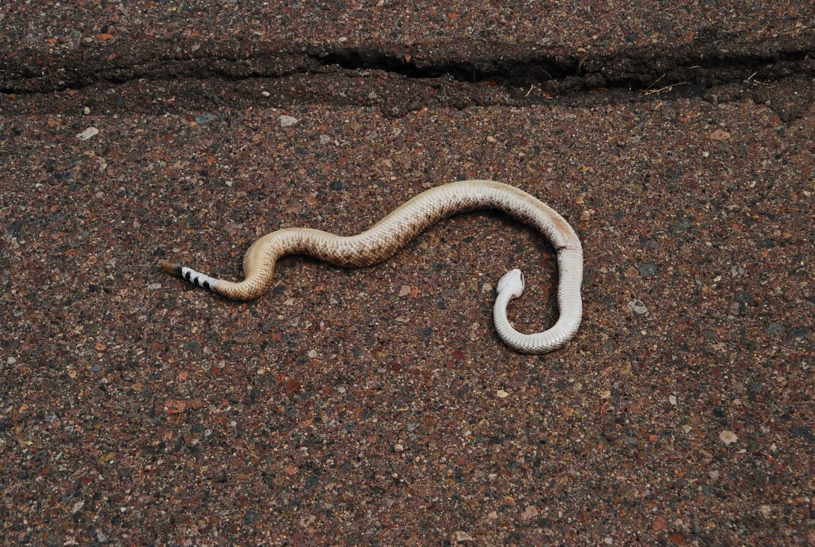 desert horses snake question ***WARNING**snake photossnake stick