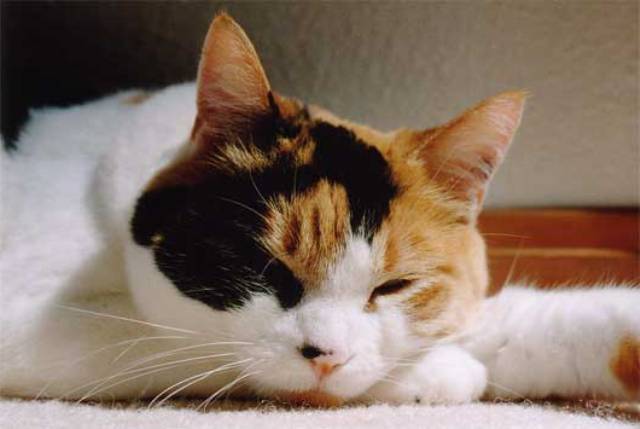 calico cat female calico cat female