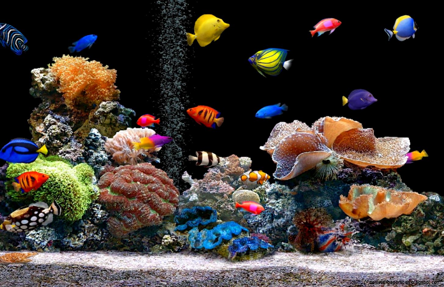 Desktop 3d fish live wallpaper dowload