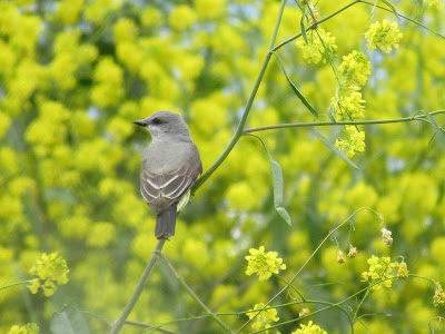 Colusa National Wildlife Refuge