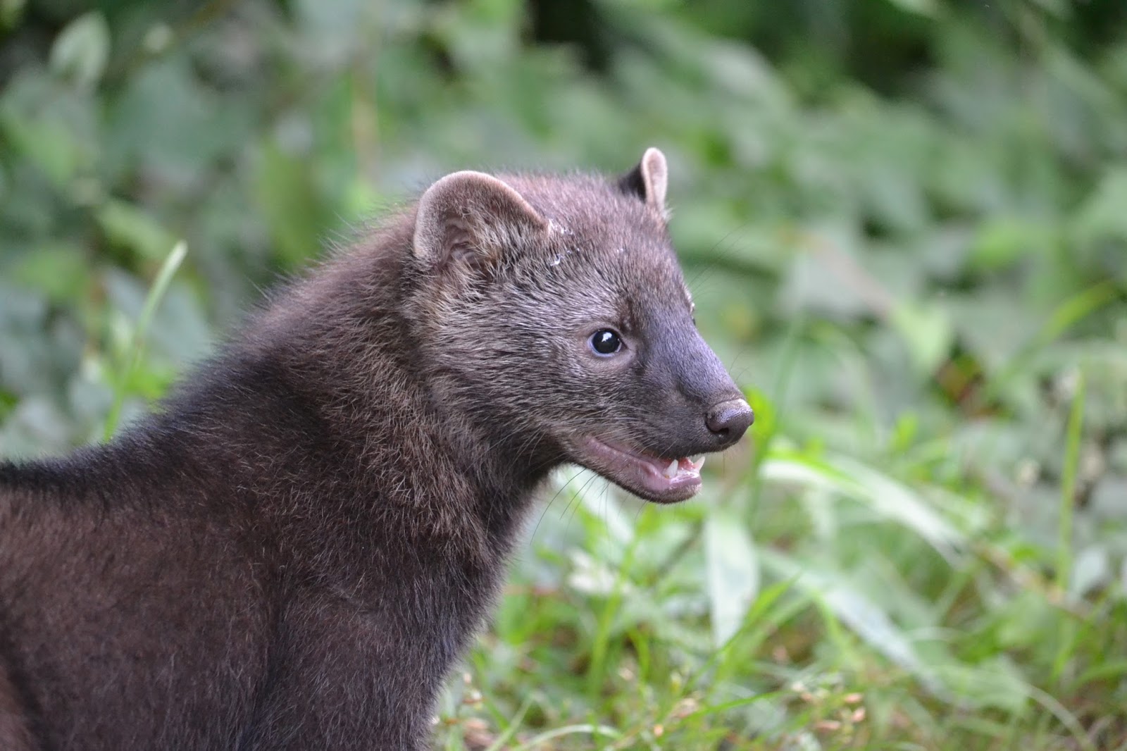 The Laughing Raccoon: Fisher and other updates.