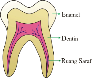 Hasil gambar untuk enamel gigi